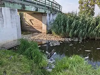 Мёртвая рыба в реке Одра