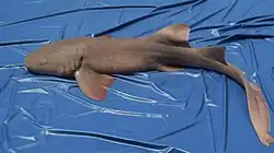 Усатая акула-нянька10 мая 2014