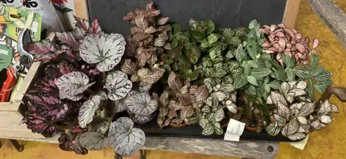 Разновидности и подвиды фиттонии