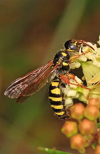 Myzinum quinquecinctum