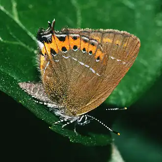 Хвостатка сливовая (Satyrium pruni)