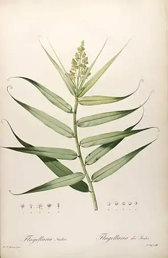 Флагеллария индийская (Flagellaria indica)