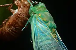 Zammara smaragdina, только что вышедшая из личинки, Панама