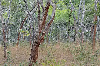 Лесные массивы миомбо