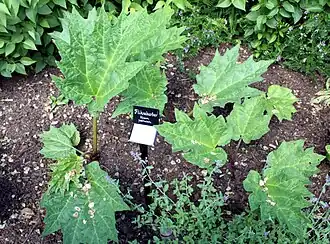 Ревень пальчатый