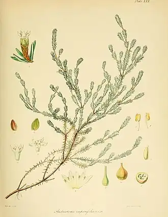 Androstoma empetrifolia