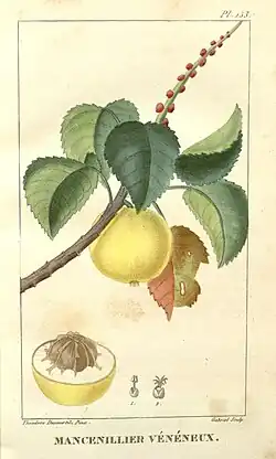 Манцинелловое дерево