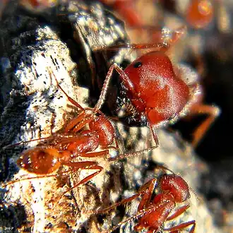Муравьи Pogonomyrmex badius (солдат и два рабочих)
