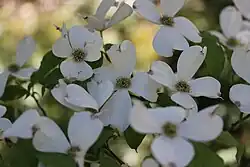Подвид Cornus florida florida