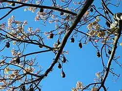 Летучие лисицы в парке