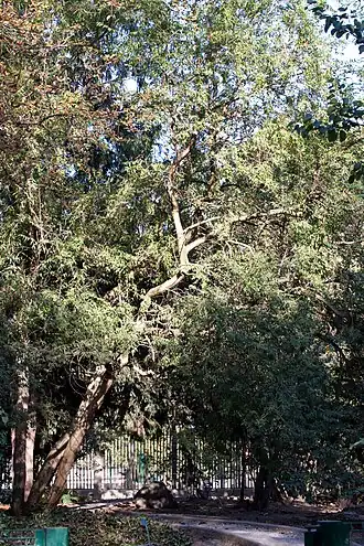 Фонтанезия Форчуна