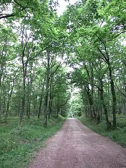 Лес Бюзет[фр.]