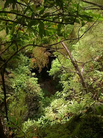 Лавровые леса в местечке Лос-Тилос (Пальма)