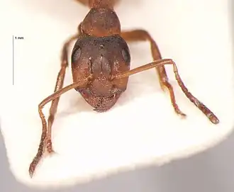 Редкий болотный муравей Formica forsslundi