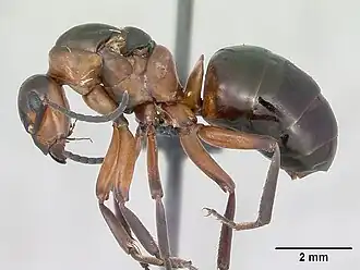 Малый лесной муравей