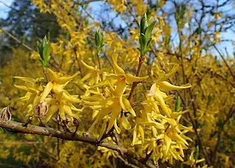 Популярный в садоводстве искусственный гибрид Форсайтия средняя (Forsythia × intermedia)