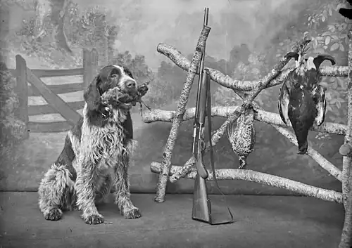 Охотничья собака с добычей, 1916