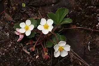 Fragaria virginiana