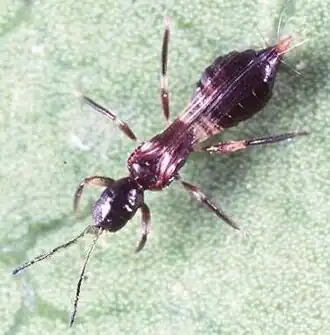 Franklinothrips