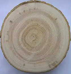 Внутренняя заболонь и прожилки