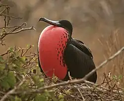 Великолепный фрегат