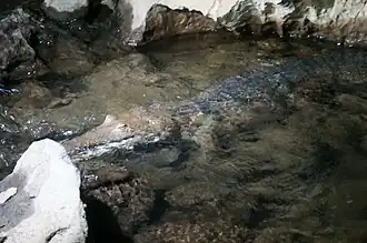 Австралийский узкорылый крокодил в пещере