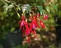 Fuchsia regia