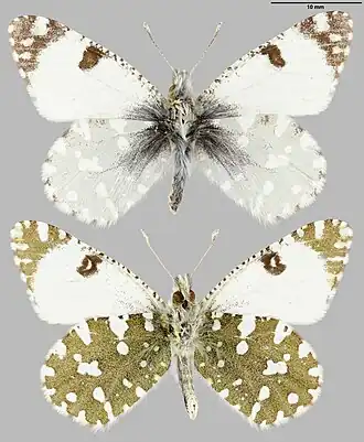 Зорька белая