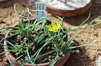 В ботаническом саду Мюнхен-Нимфенбург