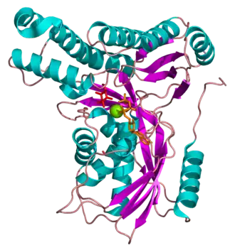 Мультипликационная структура мономера галактокиназы 1 человека в комплексе с галактозой (красный) и аналогом АТФ (оранжевый). Ион магния виден в виде зеленой сферы.