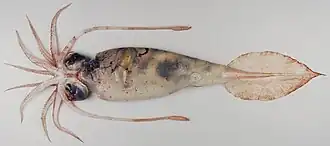 Galiteuthis glacialis