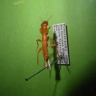 Galloisiana nipponensis