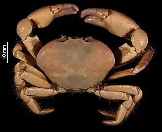 Austinograea yunohana