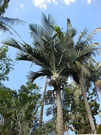 Ропалостилис Бауера