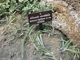 Aporocacus flagelliformis