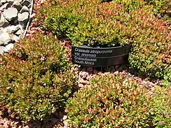 Crassula atropurpurea var. anomala