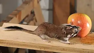 Общий вид сони сверху