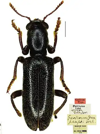 Gastrocentrum pauper