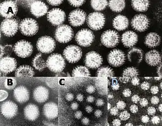 Вирусы — возбудители гастроэнтерита: A = rotavirus, B = adenovirus, C = Norovirus, D = AstrovirusДля возможности сравнения размеров вирусы показаны с одинаковым увеличением