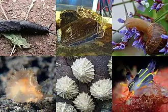 Сверху: лесной слизень, Haliotis asinina, Cornu aspersum;
Снизу: Notarchus indicus, Patella vulgata, Polycera aurantiomarginata