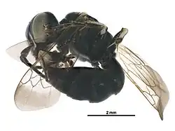 Gastrosericus rothneyi