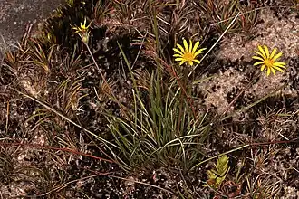 Gazania linearis