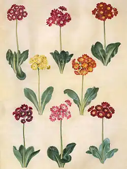 Старые сорта XVII века