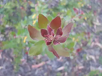 Молодой побег