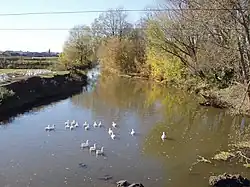 Гуси на реке Калмашка