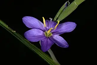 Geissorhiza arenicola близ Ньювудвилла (Северо-Капская провинция, ЮАР)