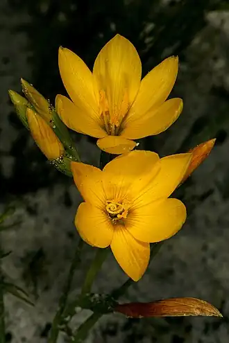 Geissorhiza humilis в Заповеднике Слангкоп (Комметьи, Западно-Капская провинция, ЮАР)
