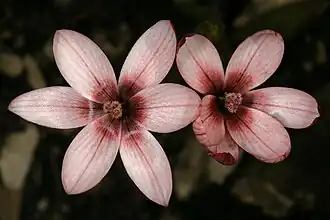 Розовый вариант