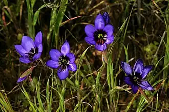 Geissorhiza splendidissima эндемик Ньювудвилла