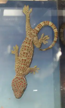 Геккон токи (Gekko gecko),ползающий по вертикальному стеклу